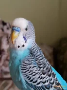 �������. ����
