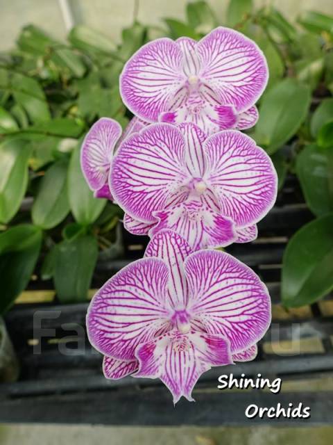 Орхидея Фаленопсис Tying Shin Unicorn Крупноцветковый Биг Лип 3,5, в  наличии. Цена: 1 500₽ во Владивостоке