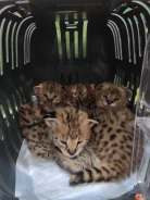 ������. ��� ����� �� ������������ ����