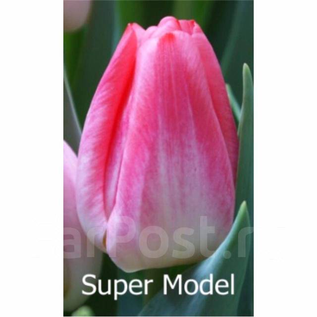 Тюльпан супермодель фото и описание сорта