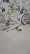 ����������� �����. ����