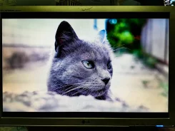 LG. 22"