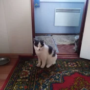 �����. ����