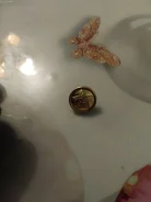 ������ ����