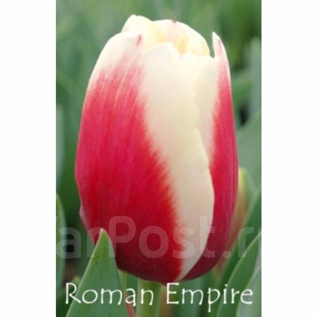 Тюльпан "РОМАНО" (5 штук) - Цена на саженцы в питомнике Зеленый Сад Крым