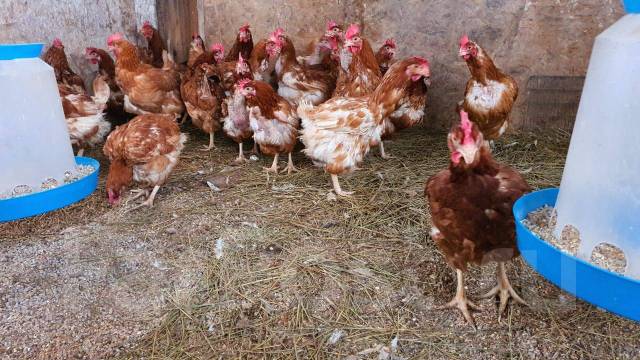 Куры несушки американцы. Куры несушки приморский край. Куры несушки приморский край. Лесная курица. Куры несушки приморский край.