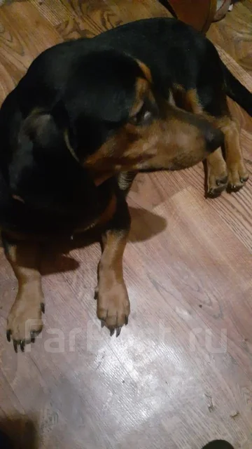 �����. ����
