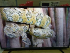 Hisense H43A6100. LED ����
