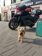 Suzuki Burgman AN650. 650����. ��., ��������, ���, � �������� ����