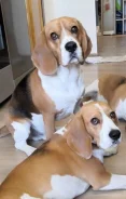 �����. ����