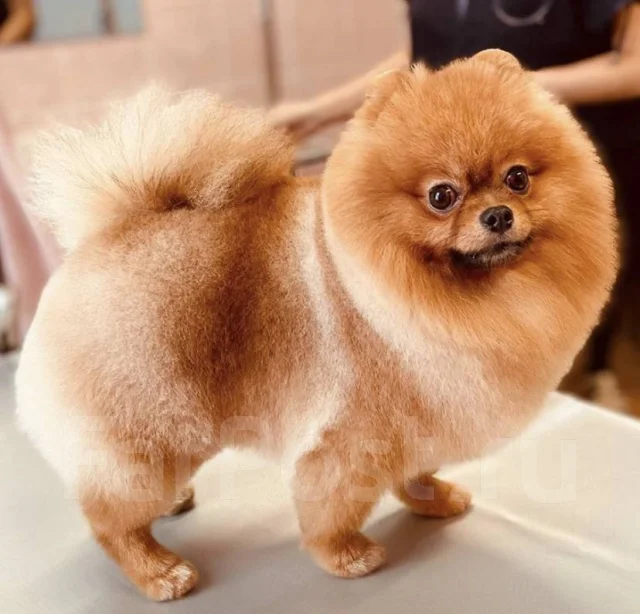�������. ����