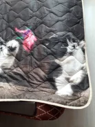 �����. ����