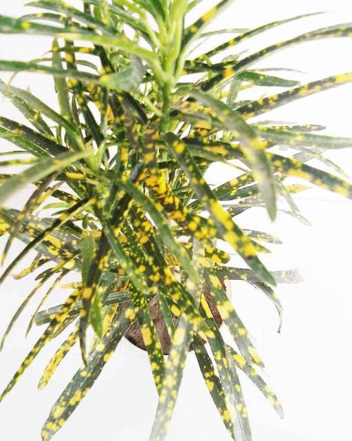 кротон голд кинг. золото порошок. кротон голден кинг. золотистый фон. лист золота.