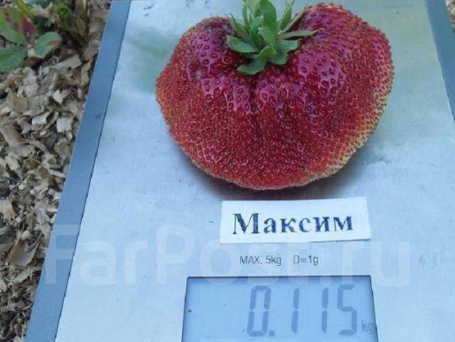 Саженцы клубника сорт Гиганта, новый, в наличии. Цена: 50 ₽ во Владивостоке