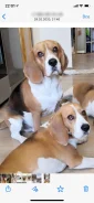 �����. ����