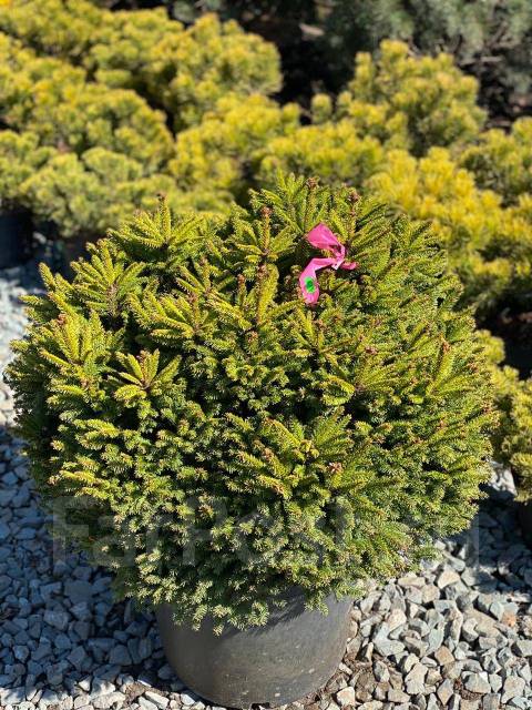 Ель пигмея описание и фото