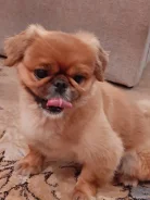 �������. ����