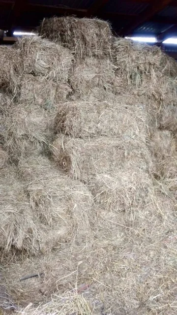 ����. ����