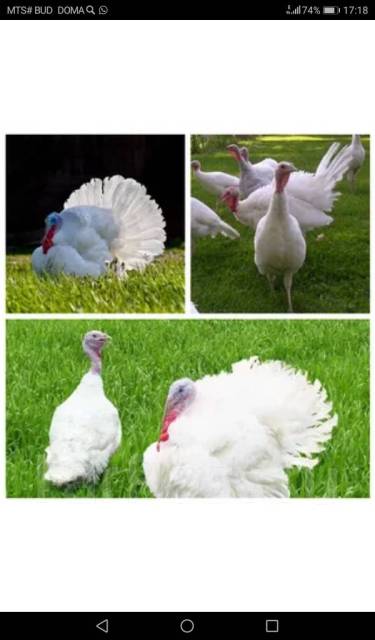 Экскурсия на птичий двор