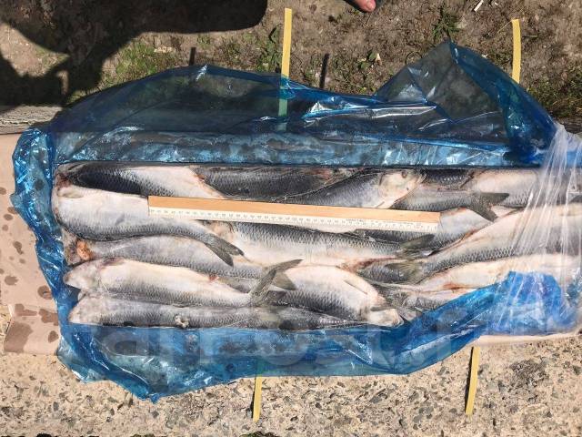 Сельдь тихоокеанская свежемороженая, в наличии во Владивостоке