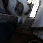 �����. ����