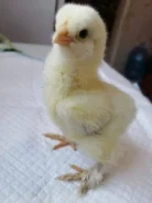 ����. ����