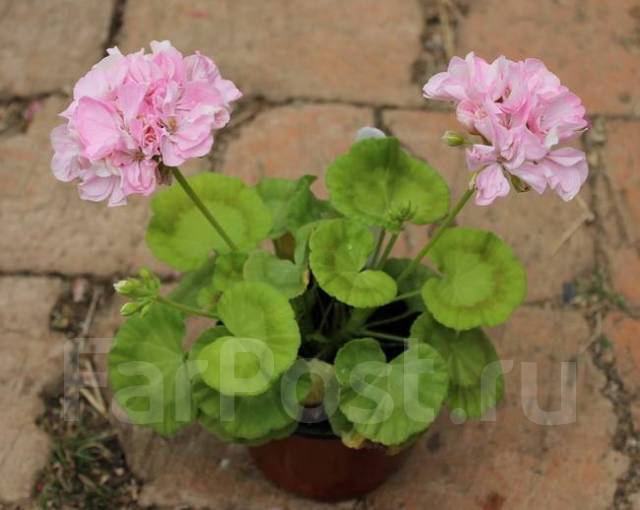 Пеларгония brookside rose фото и описание