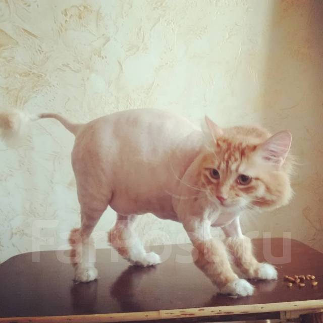 Стрижка животных и уз чистка зубов выезд на дом любой район, в салоне ...