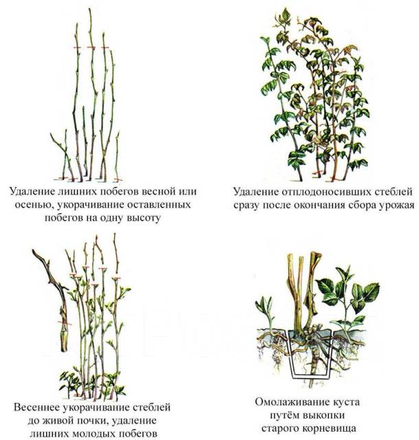 Как обрезать малину осенью фото Продам саженцы малины 100Р. Ремонтантная малина 200р, новый, в наличии. Цена: 10