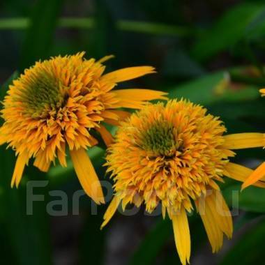 Secret glow. Эхинацея секрет Глоу. Эхинацея желтая махровая. Echinacea purpurea ' Secret Glow '. Эхинацея Ивнинг Глоу.