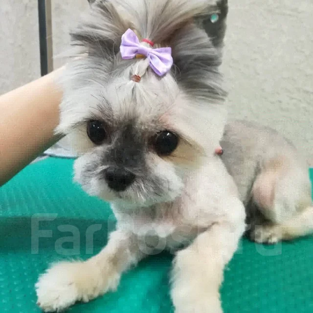 �������. ����