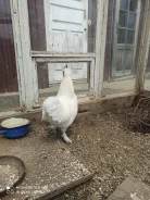 ����. ����
