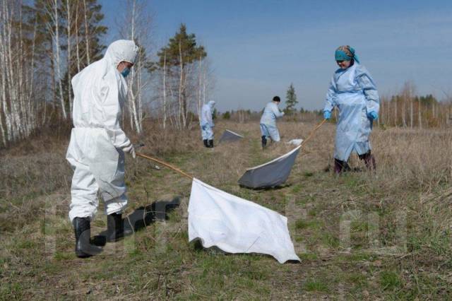 Уничтожение насекомых, тараканы, клопы, блохи, комары, шершни. Крысы ...