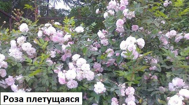 Роза шпалерная (плетущаяся) - Сад и огород во Владивостоке