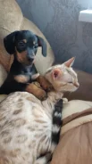 �����. ����