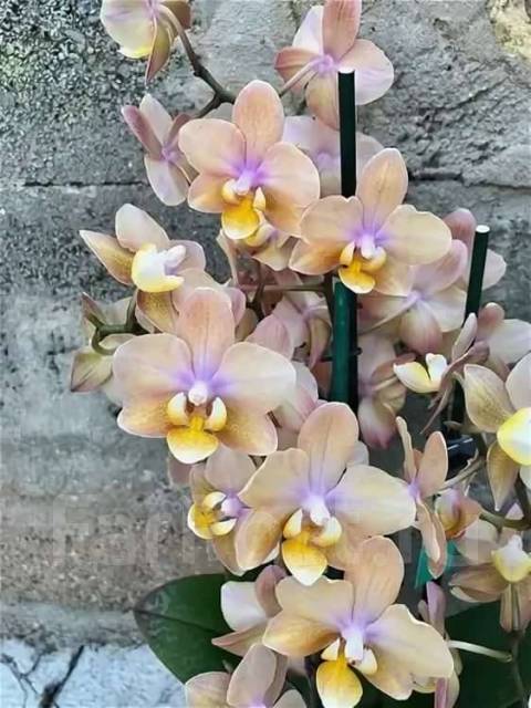 Орхидея Парфюмерная фабрика, в наличии. Цена: 750₽ во Владивостоке