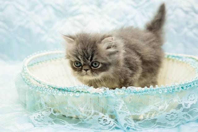 Персидский котенок, в наличии. Цена: 6 000₽ во Владивостоке