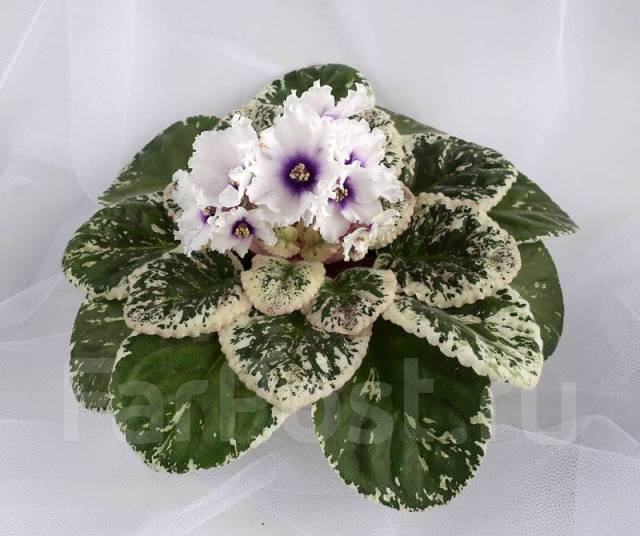 Очарование фиалки SL Галина Торты, конфеты, пироги iberia-restaurant.ru