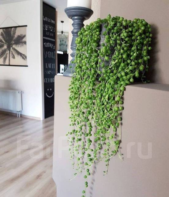 Крестовник Роули, в наличии. Цена: 400₽ во Владивостоке