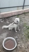 �����. ����