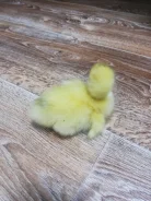 ����. ����
