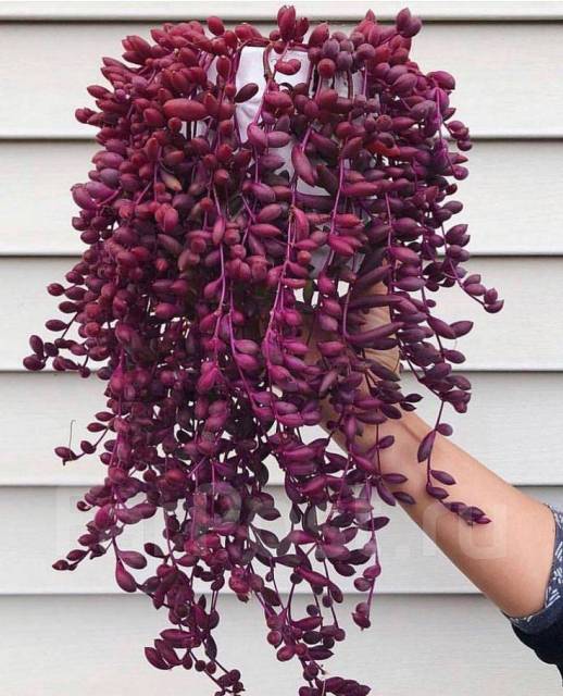 Оттона мясистая уход в домашних условиях фото Суккулент: Othonna capensis 'Ruby Necklace' - взрослое растение, в наличии. Цена