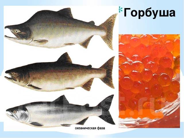 Чем отличается горбуша от кеты. Горбуша Oncorhynchus gorbuscha систематика. Горбуша семейства горбуши. Горбуша семейство лососевых. Горбуша в морской фазе.