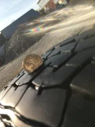 Bridgestone M890. �����������, 2016 ���, �/�, ����� 10�% ����