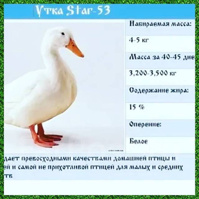 Породы уток описание фото отзывы