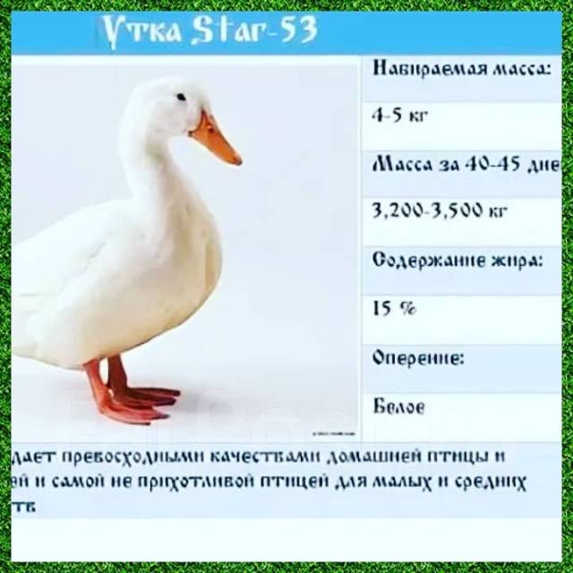 Утка стар 53 фото