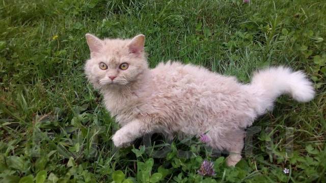 Селкирк рекс кошка 🐱 характер породы, фото, цена 🐻 порода кошек с кудрявой шерстью