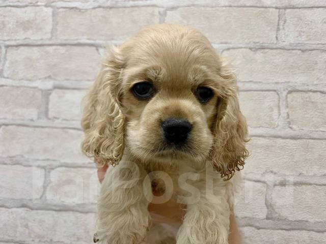 Американский кокер спаниель во Владивостоке