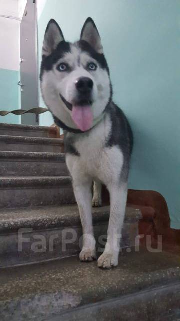 Найдена собака хаски в Комсомольске-на-Амуре