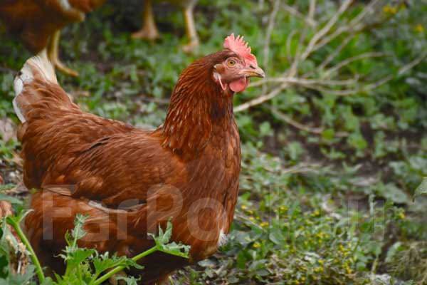 Инкубационное яйцо кур-несушек породы 